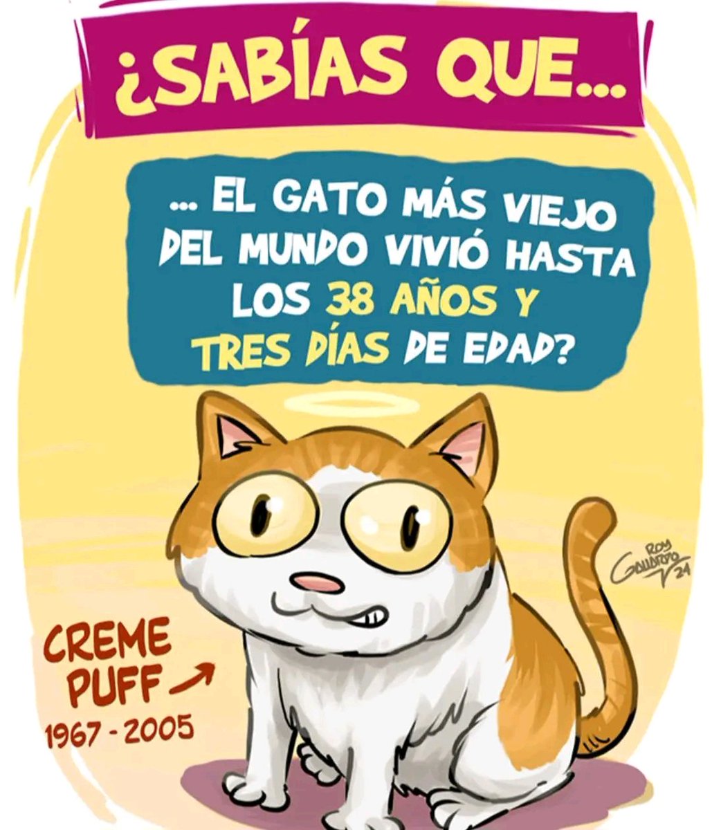 El gatito más viejito 🐾🐱
