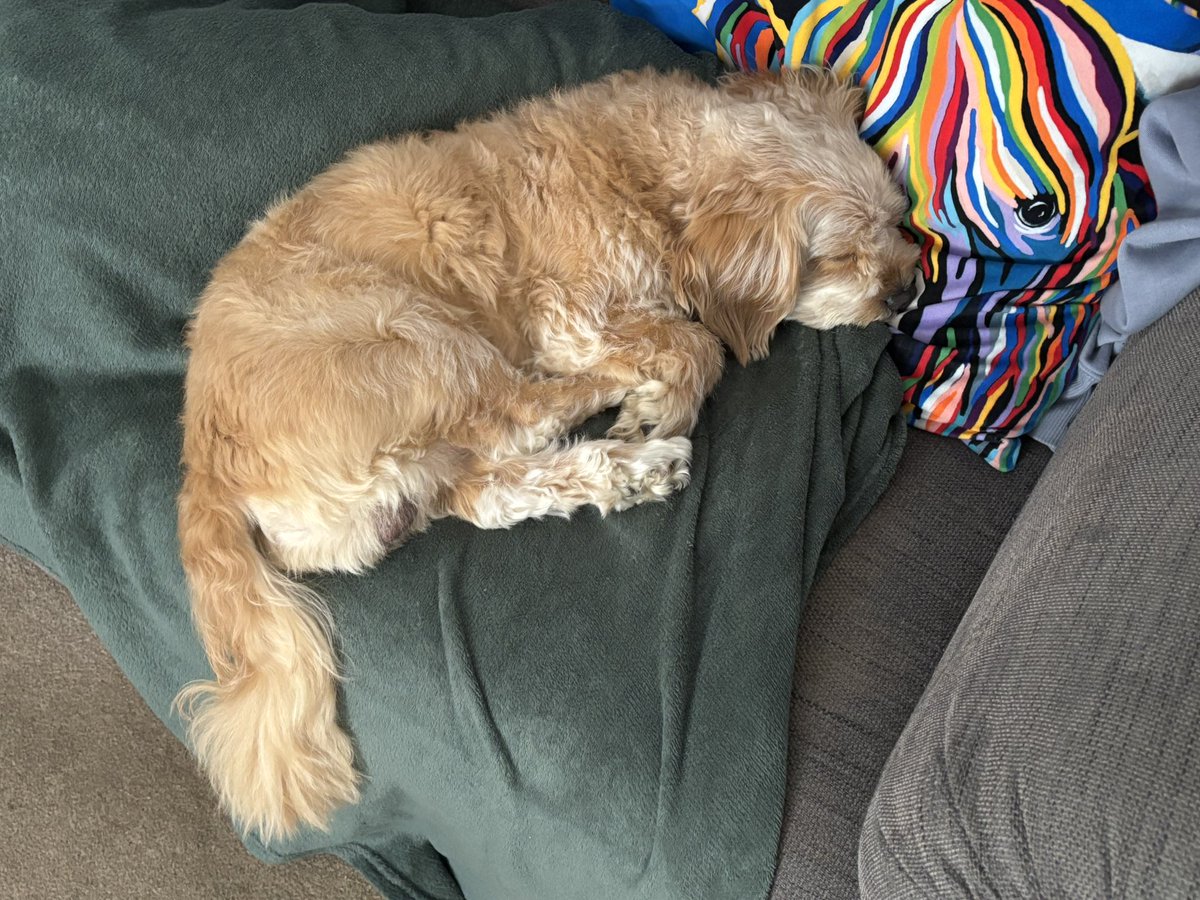 Danhammer97's tweet photo. My brother❤️🐶 https://t.co/FDo6Zdf6NW