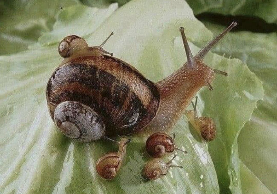 Spadiddle's tweet image. Let’s be slimey with mama..