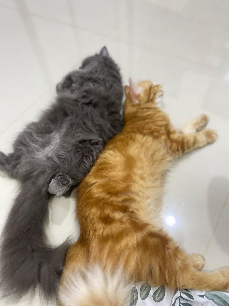 xummerxx's tweet photo. open adopt free WAJIB adopt keduanya.
Syarat :
- Finansial stabil
- Pro dokter hewan (vaksin)
- Pro steril
- Domisili Jabodebek
- Bisa dijengukin
plis bagi yg minat harap DM pake AKUN YG JELAS, bukan akun second!
#adoptkucing #openadopt #kucing https://t.co/wG7Il6fVNs