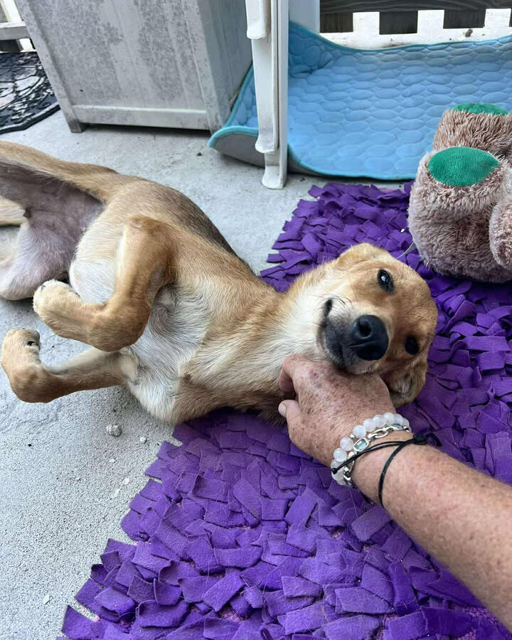 PotcakeNFT's tweet photo. Bambi was recently rescued from a pack of dogs roaming Long Island in The Bahamas. She has been spayed and is looking for a home. Transport to Florida can be provided! Can you foster? Ready to adopt? Please DM us!
#LongIsland #Potcake #Adopt #Foster https://t.co/O3nnOwanGR