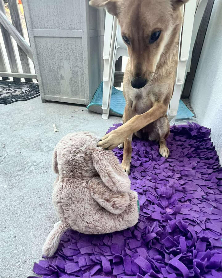 PotcakeNFT's tweet photo. Bambi was recently rescued from a pack of dogs roaming Long Island in The Bahamas. She has been spayed and is looking for a home. Transport to Florida can be provided! Can you foster? Ready to adopt? Please DM us!
#LongIsland #Potcake #Adopt #Foster https://t.co/O3nnOwanGR