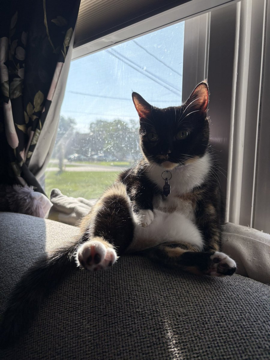 cubedacat's tweet image. Hangign out