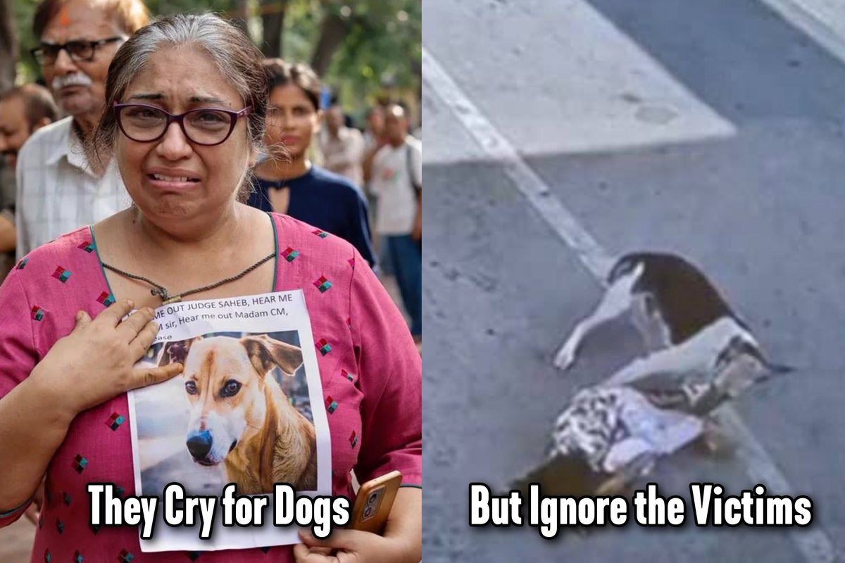 PalhawatRadhika's tweet photo. In India, stray dogs earn more sympathy than humans. 🥲 

#straydogs https://t.co/CQv1Au8HVn