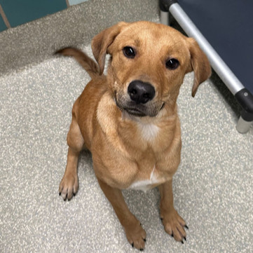 Houston SPCA (@houstonspca) on Twitter photo Our Animal Cruelty Investigator and a <a href="/Pct1Constable/">Office of Harris County Constable Pct 1 Alan Rosen</a> officer climbed through a window to rescue an abandoned pup. Thanks to their quick action, this brave pup is safe, and has been adopted!
Suspect animal cruelty? Report it at houstonspca.org/report-animal-… or call 713-869-7722. Our Animal Cruelty Investigator and a <a href="/Pct1Constable/">Office of Harris County Constable Pct 1 Alan Rosen</a> officer climbed through a window to rescue an abandoned pup. Thanks to their quick action, this brave pup is safe, and has been adopted!
Suspect animal cruelty? Report it at houstonspca.org/report-animal-… or call 713-869-7722.