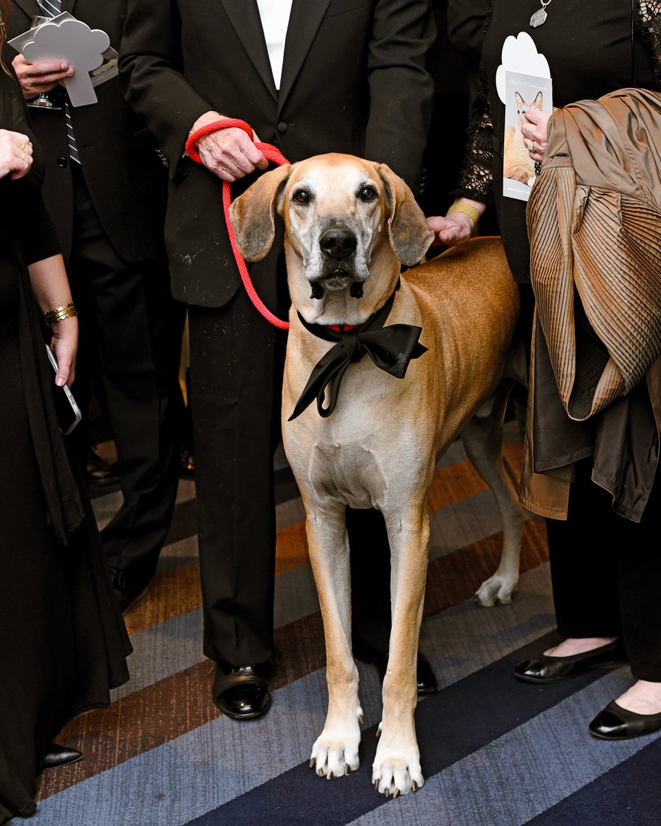 You're invited to an unforgettable evening at the Humane Society of Utah's 13th annual ✨Wags to Wishes Gala!✨

Don't miss this special night at the Loveland Living Planet Aquarium celebrating "A Splash of Love" in support of homeless pets! Tickets: utahhumane.org/gala 🌅