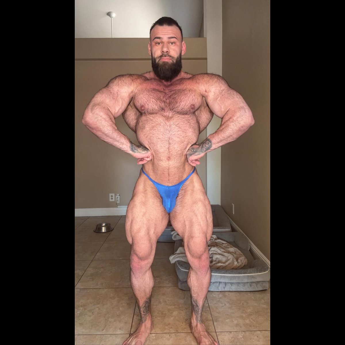 musclepotential's tweet photo. Repost from #MusclepotentialChamion @jasen_kohli:

230lbs upon waking, growing phase going smooth. 

#MusclePotential #IFBB #NPC #posingsuit #posingtrunks #classicphysique #bodybuilding #posingpractice #bodybuildinglifestyle https://t.co/9hpygYQ9gG