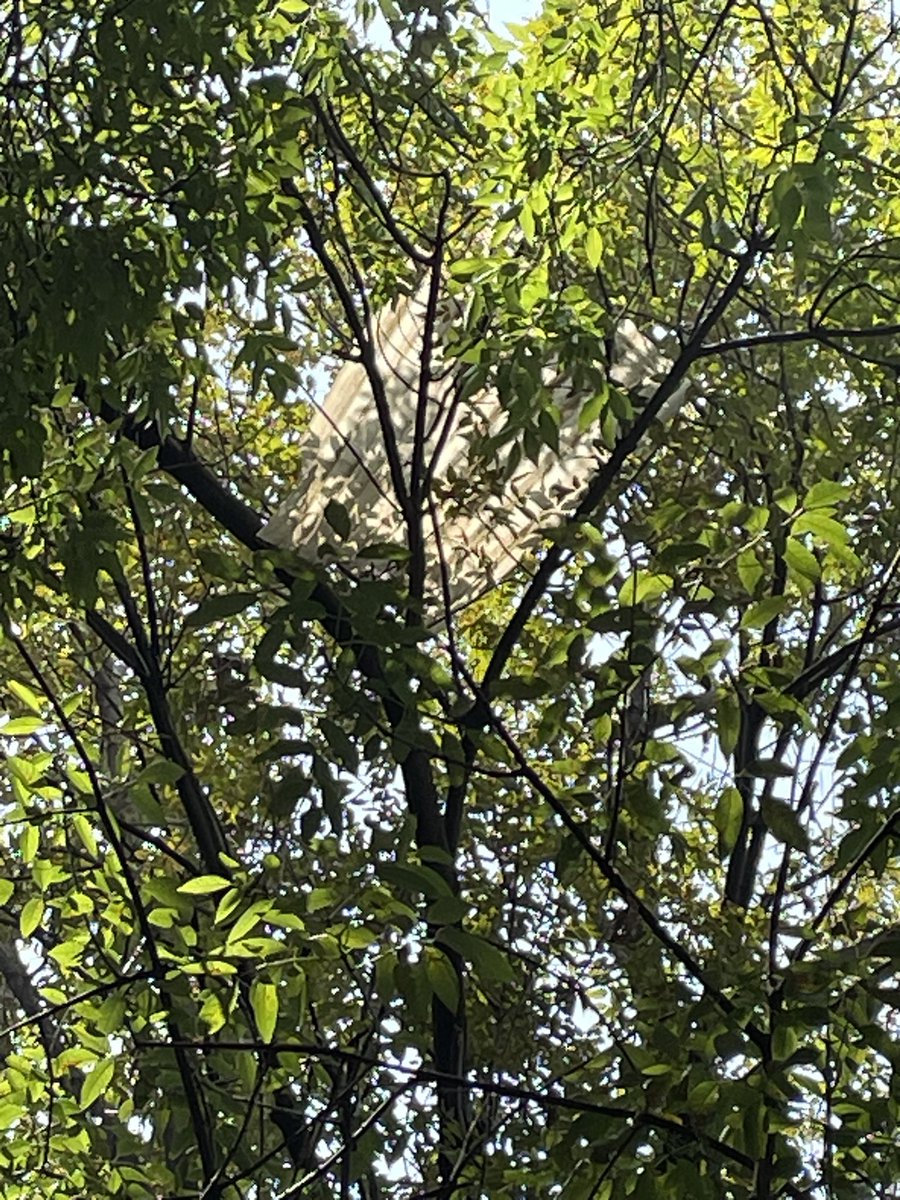 aderep59's tweet photo. @AlessandraRdlv Lámina en árbol esquina Berlín y Londres @ColJuarezCDMX https://t.co/5ty6kpUHDm