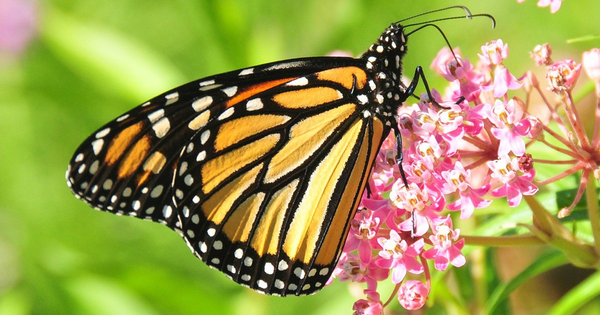 The #pollination process is crucial for vegetables, fruits, and flowers. We are inspired by the miraculous #Monarch butterfly, a pollinator whose epic migration spans the continent. Read our #blog and discover how you can help them with thoughtful choices for your garden.