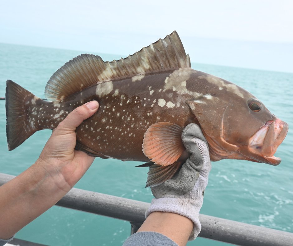SAFMC (@safmc) on Twitter photo Ever wonder how effective descending devices are or why it's important to handle fish with care? We’ve put together an FAQ to answer your top questions about Best Fishing Practices. 
Dive in here: safmc.net/posts/using-be…  
#BestFishingPractices #RedGrouper Ever wonder how effective descending devices are or why it's important to handle fish with care? We’ve put together an FAQ to answer your top questions about Best Fishing Practices. 
Dive in here: safmc.net/posts/using-be…  
#BestFishingPractices #RedGrouper