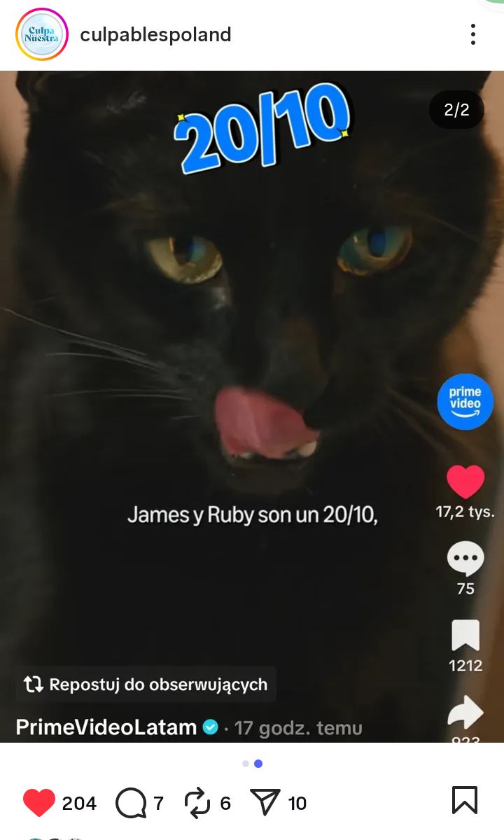 AngryBird3497's tweet photo. Why r they using Nick-Noah's cat N for Ruby-James now???
#MaxtonHall #Culpables #PrimeVideoLatam https://t.co/6WC16kL4tK