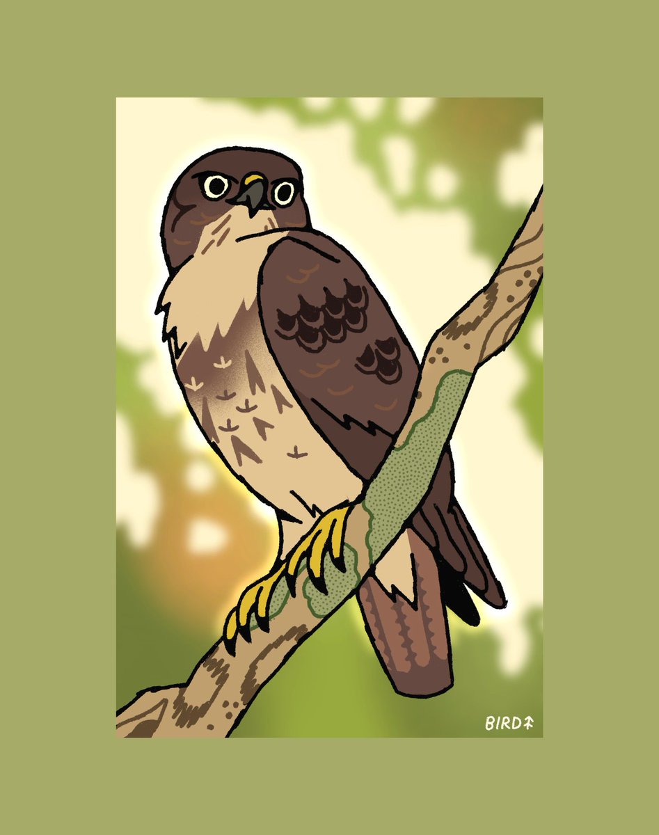 #AvianAugust day 12, the 'Io or Hawaiian Hawk 🪶🌞