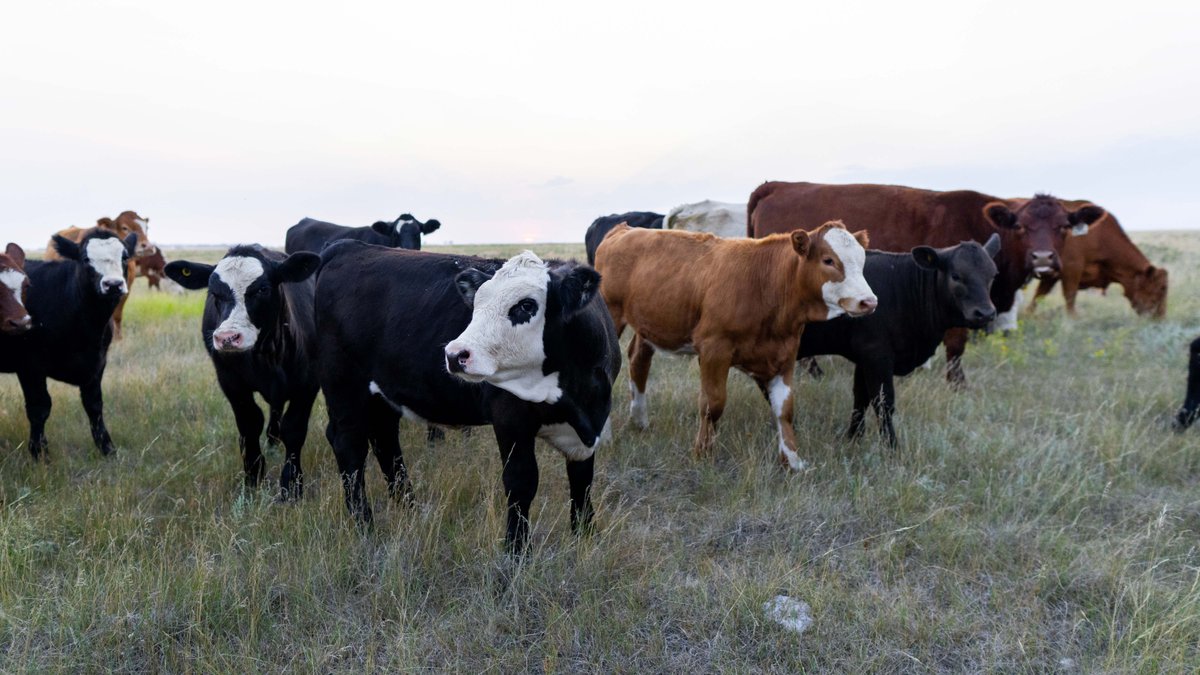Are your cattle crowded in a corner of your pasture, surrounded by flies? 
If your cows are irritated by flies, click on the link to learn more about fly control: canadiancattlemen.ca/vet-advice/fly…