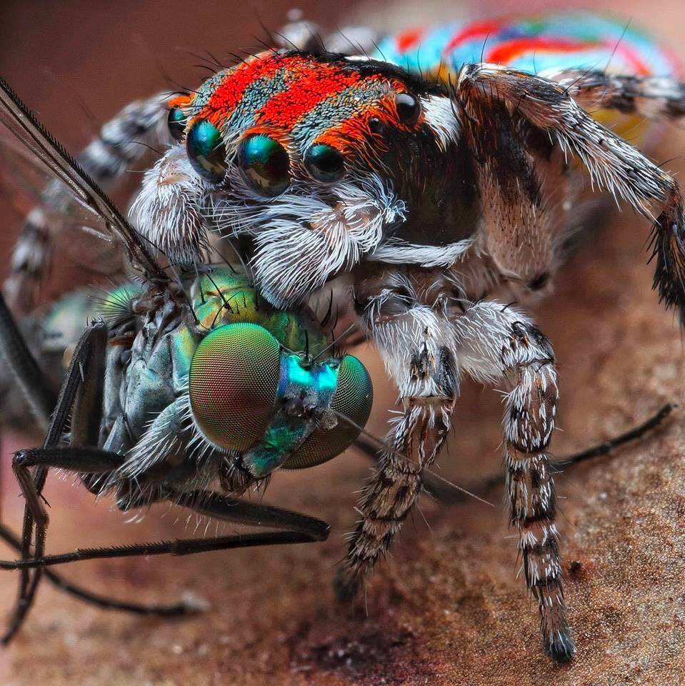 Demostración de macrofotografía donde se puede observar un arácnido de la familia Salticidae (comúnmente conocidos como saltícidos o arañas saltadoras) con una presa.

Los saltícidos tiene una amplia distribución geográfica ¿Has visto uno en el jardín de tu hogar? Si los ves, no