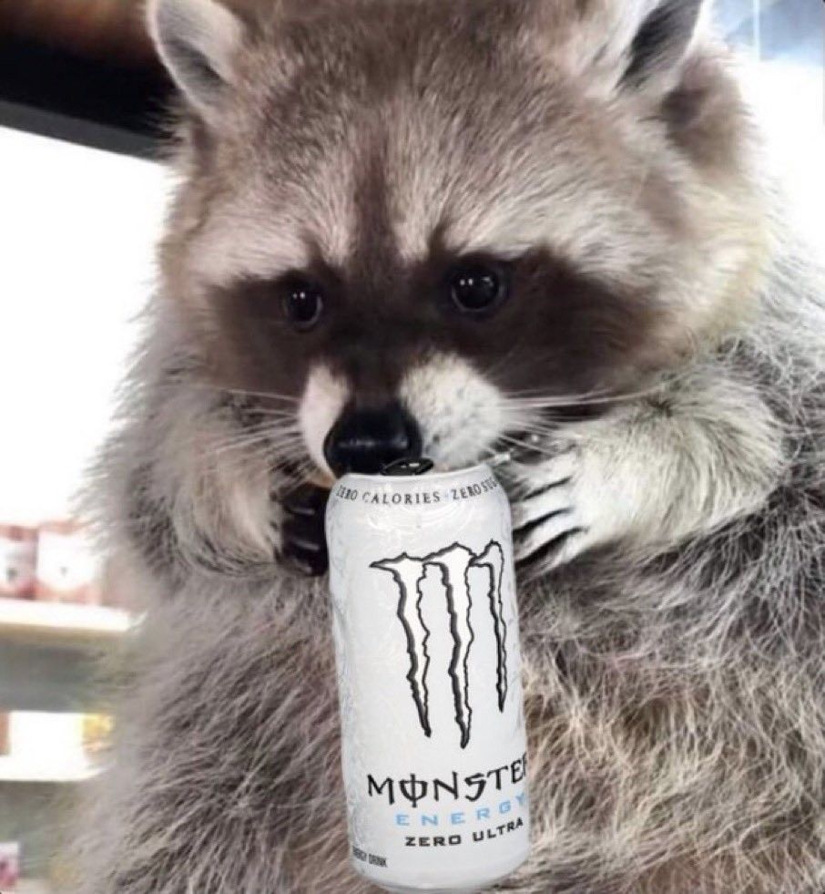 out of context raccoons (@contextraccoons) on Twitter photo 