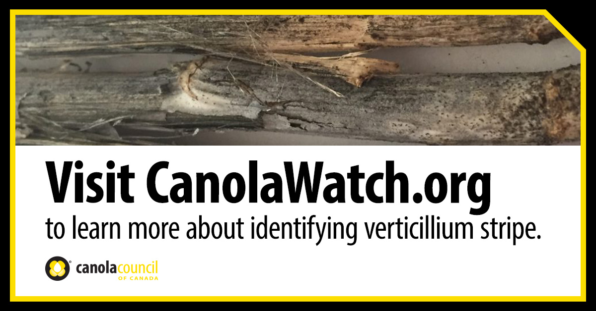 Canola Council of Canada (@canolacouncil) on Twitter photo Verticillium stripe is a relatively new #canola disease in Western Canada, so identifying and distinguishing it from other canola diseases like blackleg can take some practice. These tips from <a href="/CanolaWatch/">CW Jay Whetter</a> can help: canolacouncil.org/canola-watch/f… Verticillium stripe is a relatively new #canola disease in Western Canada, so identifying and distinguishing it from other canola diseases like blackleg can take some practice. These tips from <a href="/CanolaWatch/">CW Jay Whetter</a> can help: canolacouncil.org/canola-watch/f…