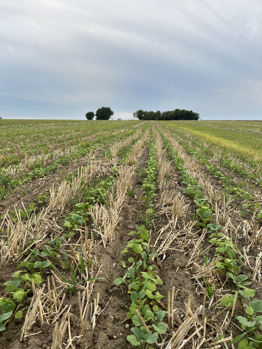 <a href="/OOOfarmer/">David Walston</a> July drilled OSR looks well here, all down to conditions in your area