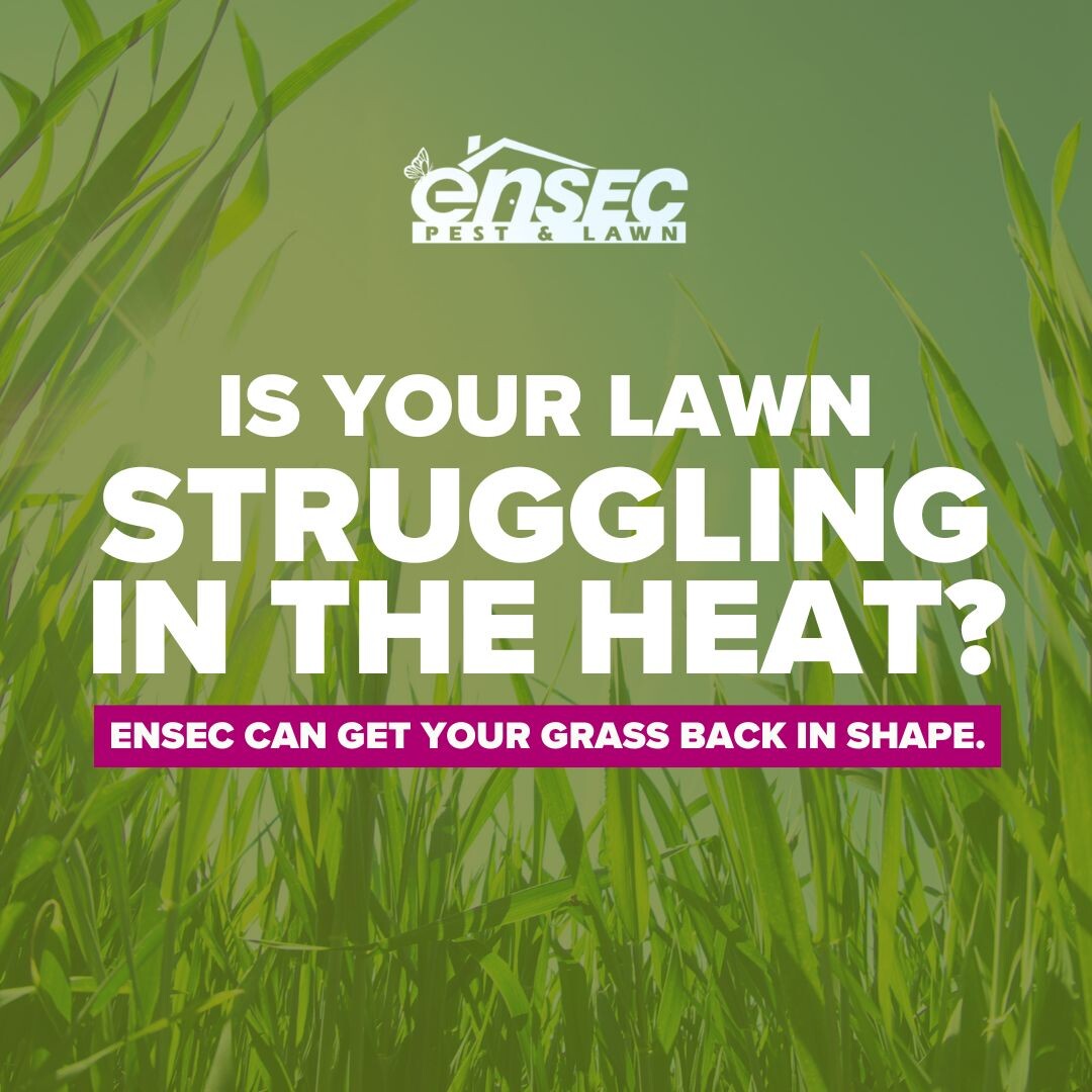 August heat can take a toll on your grass. Bare spots, brown patches and pest damage are all signs your lawn needs a boost. Our team offers expert inspections and personalized treatment plans.
#LawnCareExperts #HealthyLawns #EnSecPestAndLawn #AugustYardCare