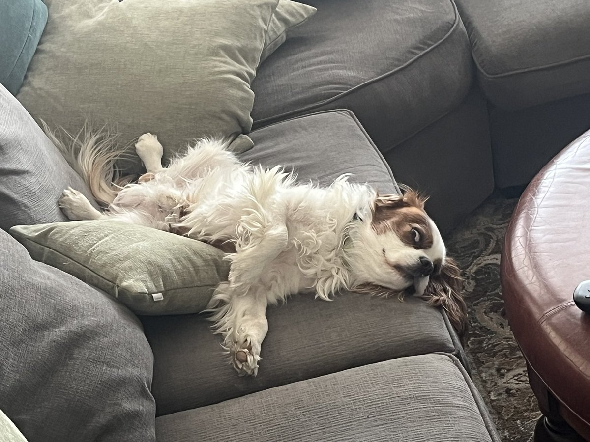 How dare you wake me during my beauty rest?!?  😉 🐾 #cavpack #DogsofTwitter