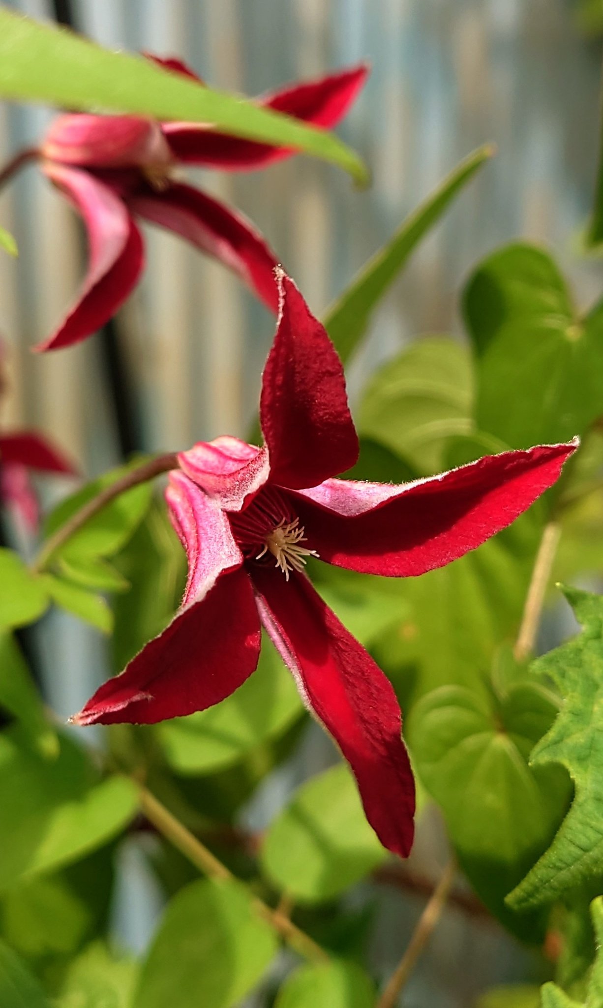 クレマチス - Search / X