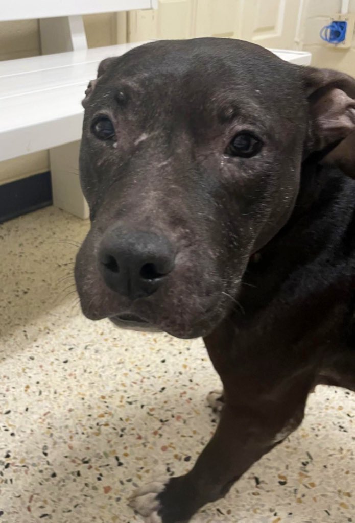 Please help Beauty!!!  She only has 10 pledges and is very low in pledges. It is very hard to get rescues for black/dark dogs so we have to have even more pledges for them. Please keep retweeting and if you can pledge a little for Beauty. And Presley who has even less pledges!