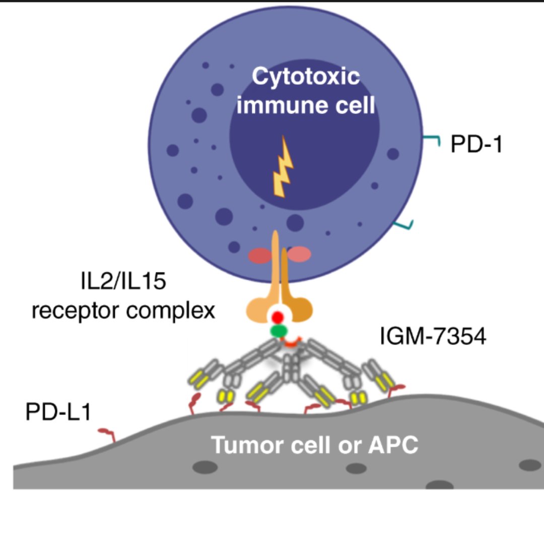 Cancer Immunology Research (@cir_aacr) on Twitter photo IGM-7354, an Immunocytokine with IL15 Fused to an Anti–PD-L1 IgM, Induces NK and CD8+ T cell–Mediated Cytotoxicity of PD-L1–Positive Tumor Cells: brnw.ch/21wUTaT IGM-7354, an Immunocytokine with IL15 Fused to an Anti–PD-L1 IgM, Induces NK and CD8+ T cell–Mediated Cytotoxicity of PD-L1–Positive Tumor Cells: brnw.ch/21wUTaT