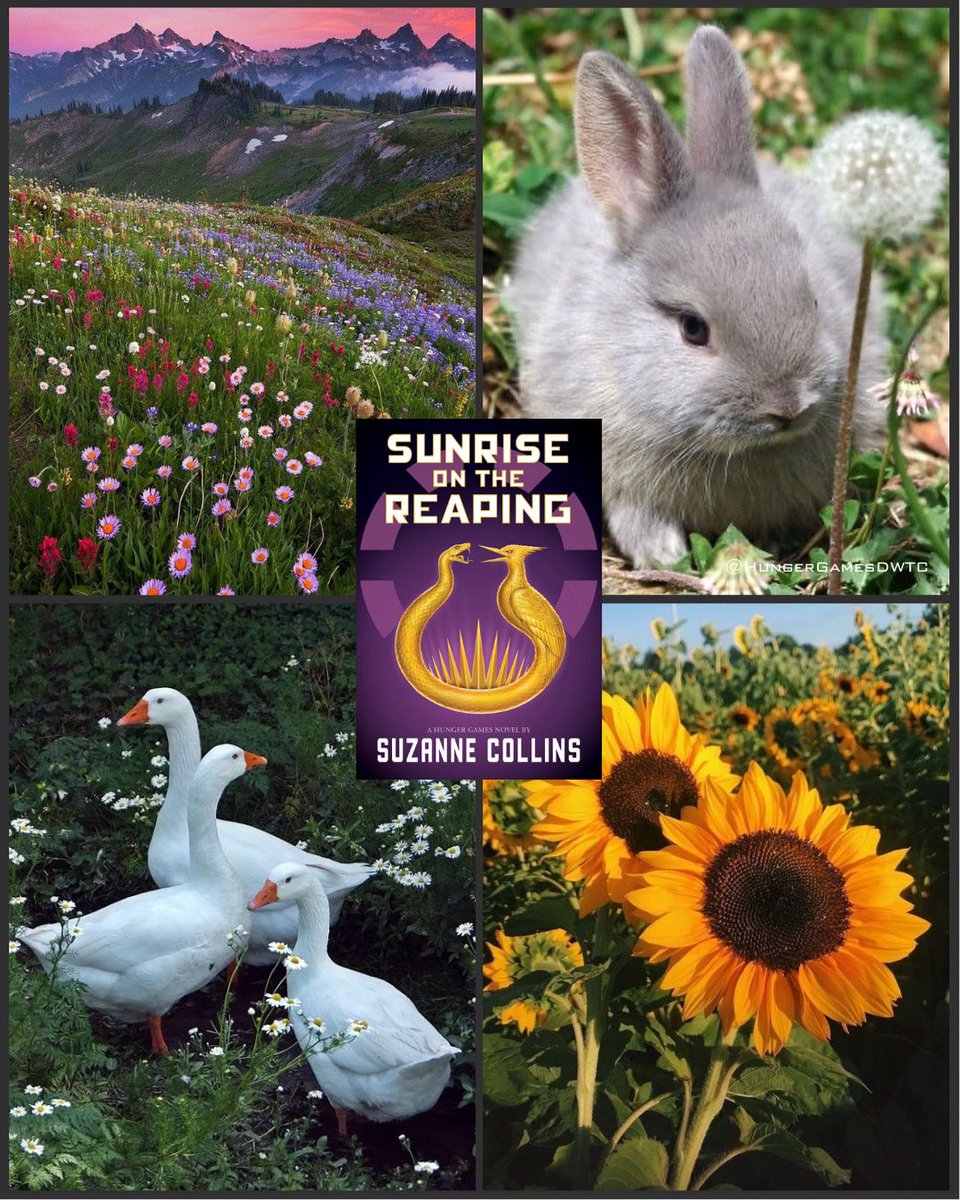 HungerGamesDWTC's tweet photo. “Sometimes she cries because things are so beautiful and we keep messing them up. Because the world doesn’t have to be so terrifying. That’s on people, not the world.”
Sunrise on the Reaping in four photos.
@HungerGamesBks #readHungerGames https://t.co/gRHXe9QZuE