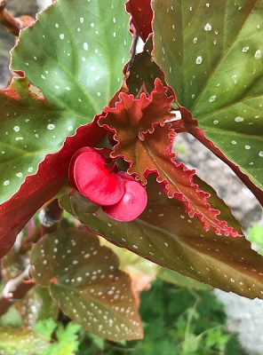 Garden cheer - inside outside
Cane begonias with the delightful other name of Angel Wing begonia has a tough, bamboo-like stems and can grow up to 10 ft tall. Winter in, summer out.