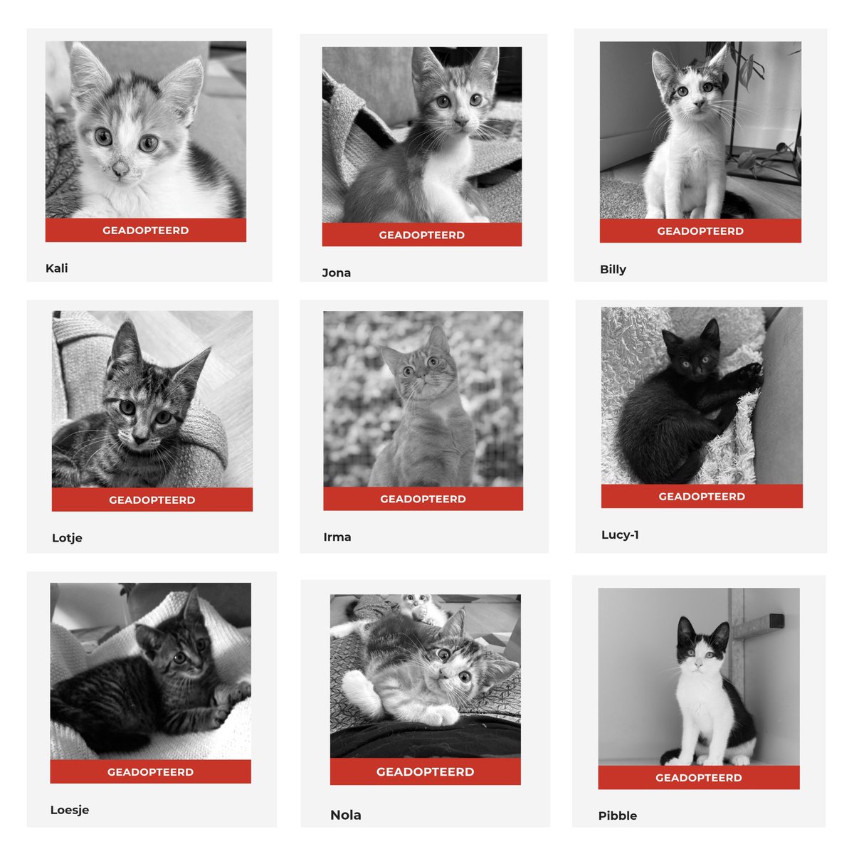 Geplaatst!🐾🐈🐕 

Er is weer een nieuwe update!🥳
De afgelopen dagen hebben weer verschillende dieren hun #foreverhome gevonden. 

Irma, Kelly, Kali, Lucy, Lotje, Jona, Billy, Pibble, loesje en Nola hebben het dierenasiel verlaten. 

Veel geluk bij jullie nieuwe mensen. 👋🐾