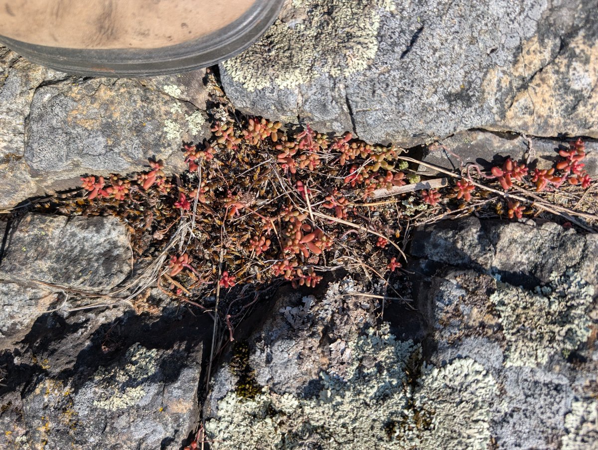 Rolled the shit out of my ankle but found tons of mini succulents today (no chanterelles 🙃)