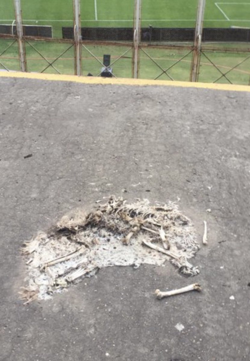 Ahora se entiende todo….
Al perro se lo comieron los juveniles del club 
 #InferioresCasla