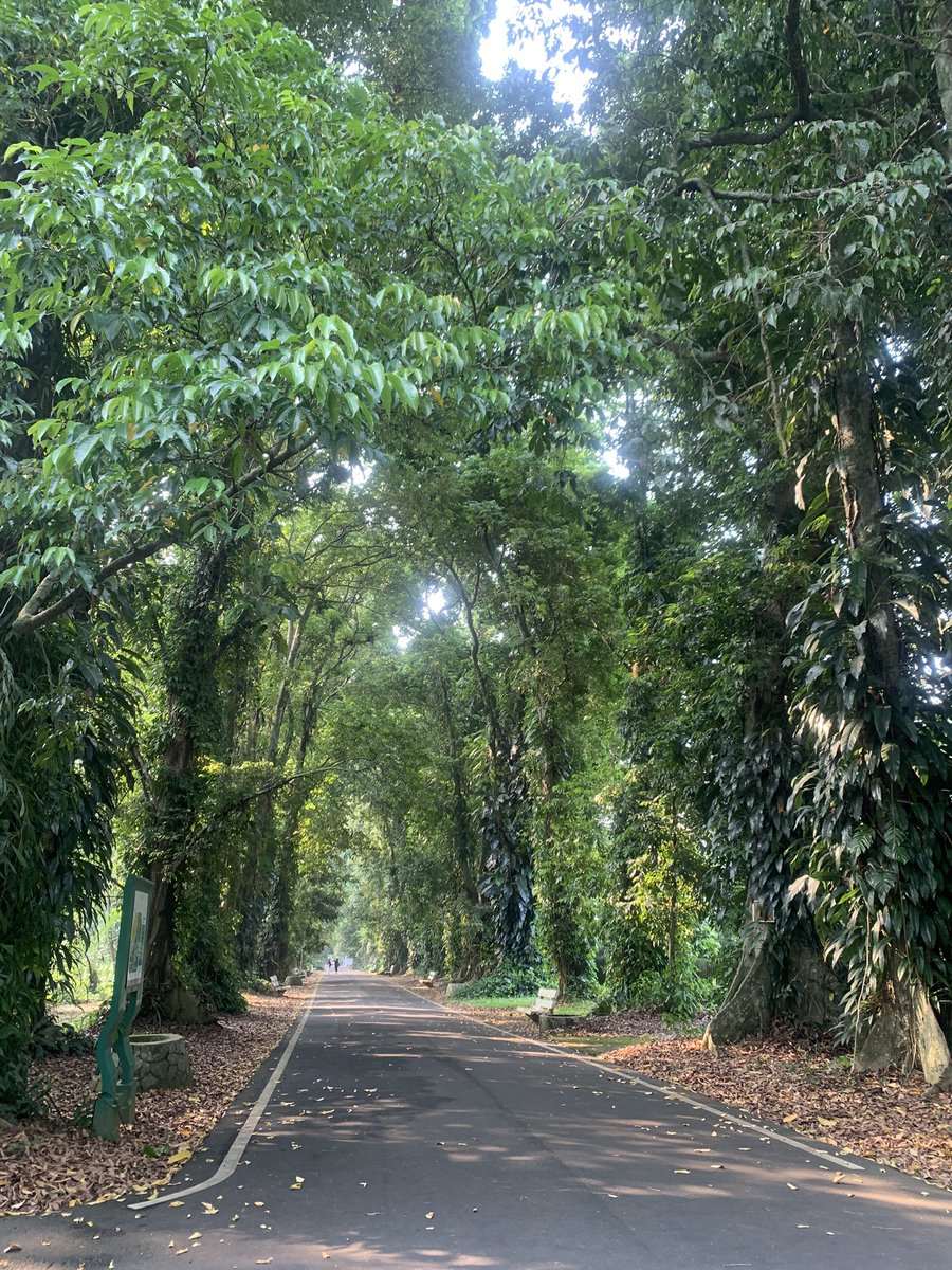 kecoa freestyle tweet media