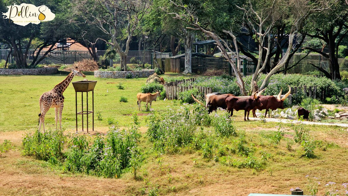Pollin80's tweet photo. Diversity of Uganda's wildlife.🌟🦒. It was beautiful watching the excitement and wonder of the children's zoo visit. Campers got up close and personal with Uganda's incredible animals at @uwec_entebbezoo, making unforgettable memories 📸🐒

#zoo #camp #practicalearning https://t.co/15dGqjBhDS
