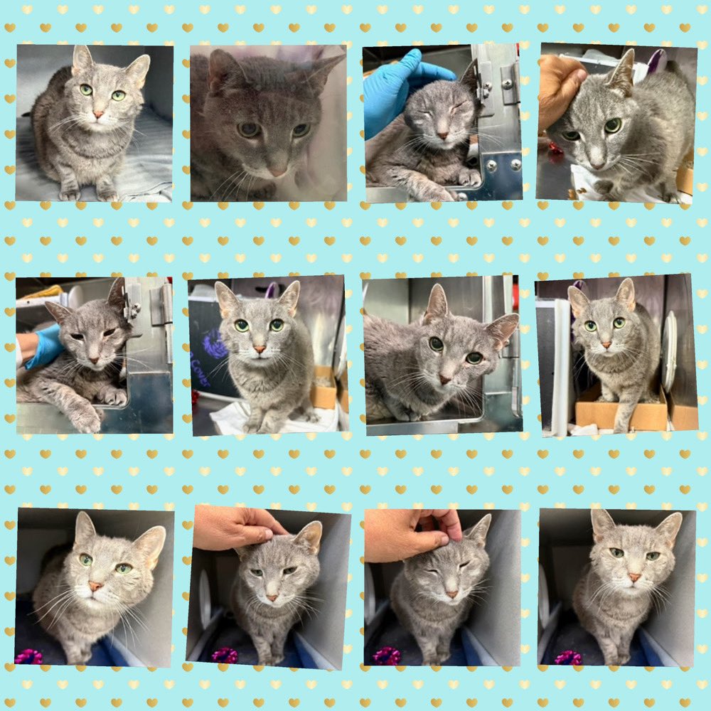 SILVER NEEDS A PLACEMENT BY THURSDAY AUGUST 14, 2025 BY 12PM: Hello, my name is Silver. #silver: My animal id is #ID229771. I am a desexed female gray #cat at the #ManhattanACC. Age: 13. #CatsOfX #NYCACC Viral Infection: URI, Not Eating: Anorexia: Dental Issues: #Donate #Rescue