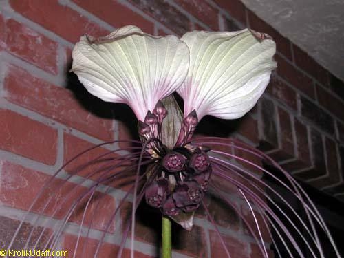 toptropicals's tweet photo. 👻 Spooky! Bat Head - Devil Flower here...

🦇 #BatHeadLily, Bat Flower, #DevilFlower - or #TaccaLily - is one of the most exotic and #bizarreflowers along with #Amorphophallus, #SausageTree and #Clitoria.
🦇 Curious, bat-like #inflorescence both in shape and color, with wide spreading, wing-like bracts of rich maroon-black, accompanied by long trailing filaments or "whiskers".
🦇 Perfect #containerplant for a #greenhouse. Needs filtered light, prefers high humidity.
🦇 Comes in different species and colors: Black, White, Green:
🤍 Tacca nivea - White Tacca
🖤 Tacca chantrieri -  Black Tacca
💚 Tacca leontopetaloides - Green Tacca

🛒 Shop Bat Head Lily Tacca:
https://t.co/LgzYGOjXqD

#Nature_Wonders #Shade_Garden #Container_Garden