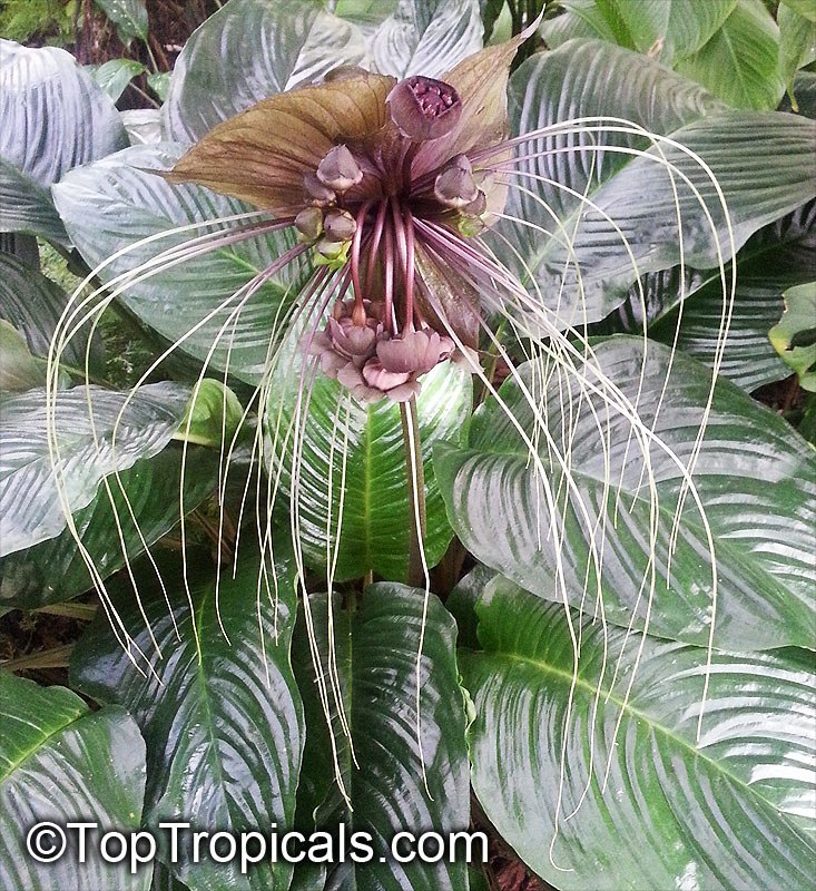 toptropicals's tweet photo. 👻 Spooky! Bat Head - Devil Flower here...

🦇 #BatHeadLily, Bat Flower, #DevilFlower - or #TaccaLily - is one of the most exotic and #bizarreflowers along with #Amorphophallus, #SausageTree and #Clitoria.
🦇 Curious, bat-like #inflorescence both in shape and color, with wide spreading, wing-like bracts of rich maroon-black, accompanied by long trailing filaments or "whiskers".
🦇 Perfect #containerplant for a #greenhouse. Needs filtered light, prefers high humidity.
🦇 Comes in different species and colors: Black, White, Green:
🤍 Tacca nivea - White Tacca
🖤 Tacca chantrieri -  Black Tacca
💚 Tacca leontopetaloides - Green Tacca

🛒 Shop Bat Head Lily Tacca:
https://t.co/LgzYGOjXqD

#Nature_Wonders #Shade_Garden #Container_Garden