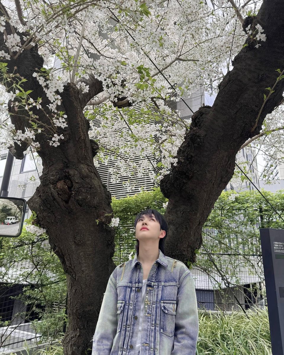 Renbjunn's tweet photo. Soon the petals will fall and fade so here I stand, while they still all bloom on the branches. https://t.co/Rcpiy9O1tt