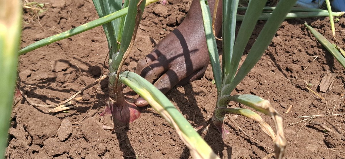 KaramojaWomen's tweet photo. Poor nutrition isn’t a culture. It’s a challenge we can change. Under #CASCADEInAction,KAWUO’S nutrition club at Abim SS grows fresh vegetables like onions,tomatoes sukuma wiki,and cassava to boost school meals nourishing a healthier future for girls and boys.
#NutritionAdvocacy https://t.co/u8R1wOo1MU
