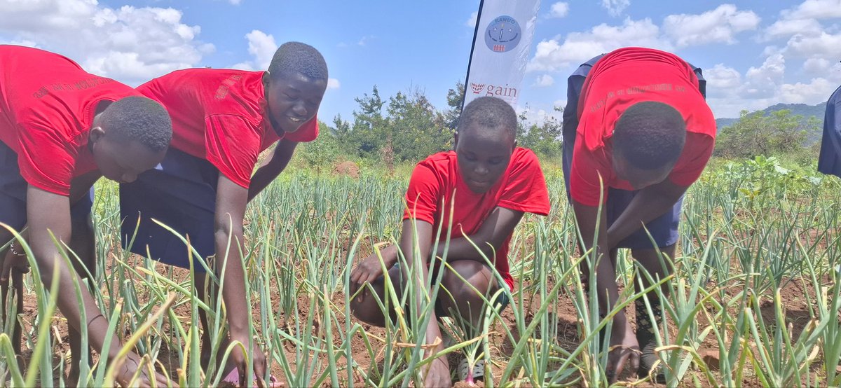 KaramojaWomen's tweet photo. Poor nutrition isn’t a culture. It’s a challenge we can change. Under #CASCADEInAction,KAWUO’S nutrition club at Abim SS grows fresh vegetables like onions,tomatoes sukuma wiki,and cassava to boost school meals nourishing a healthier future for girls and boys.
#NutritionAdvocacy https://t.co/u8R1wOo1MU