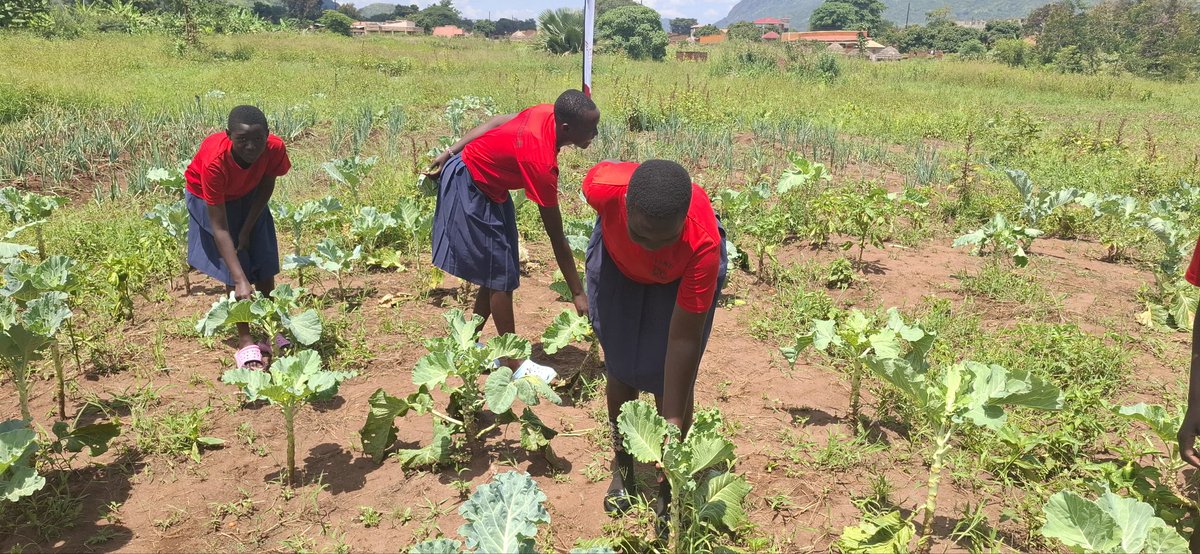 KaramojaWomen's tweet photo. Poor nutrition isn’t a culture. It’s a challenge we can change. Under #CASCADEInAction,KAWUO’S nutrition club at Abim SS grows fresh vegetables like onions,tomatoes sukuma wiki,and cassava to boost school meals nourishing a healthier future for girls and boys.
#NutritionAdvocacy https://t.co/u8R1wOo1MU
