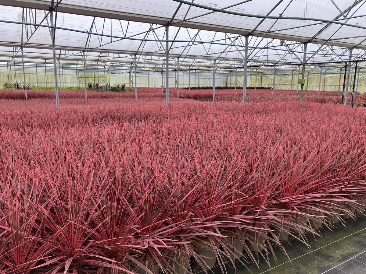 Quelques photos de la pépinière sous un ciel gris très agréable : on envie pas nos collègues du sud qui doivent tenir au mieux  leurs plantes sous la canicule.