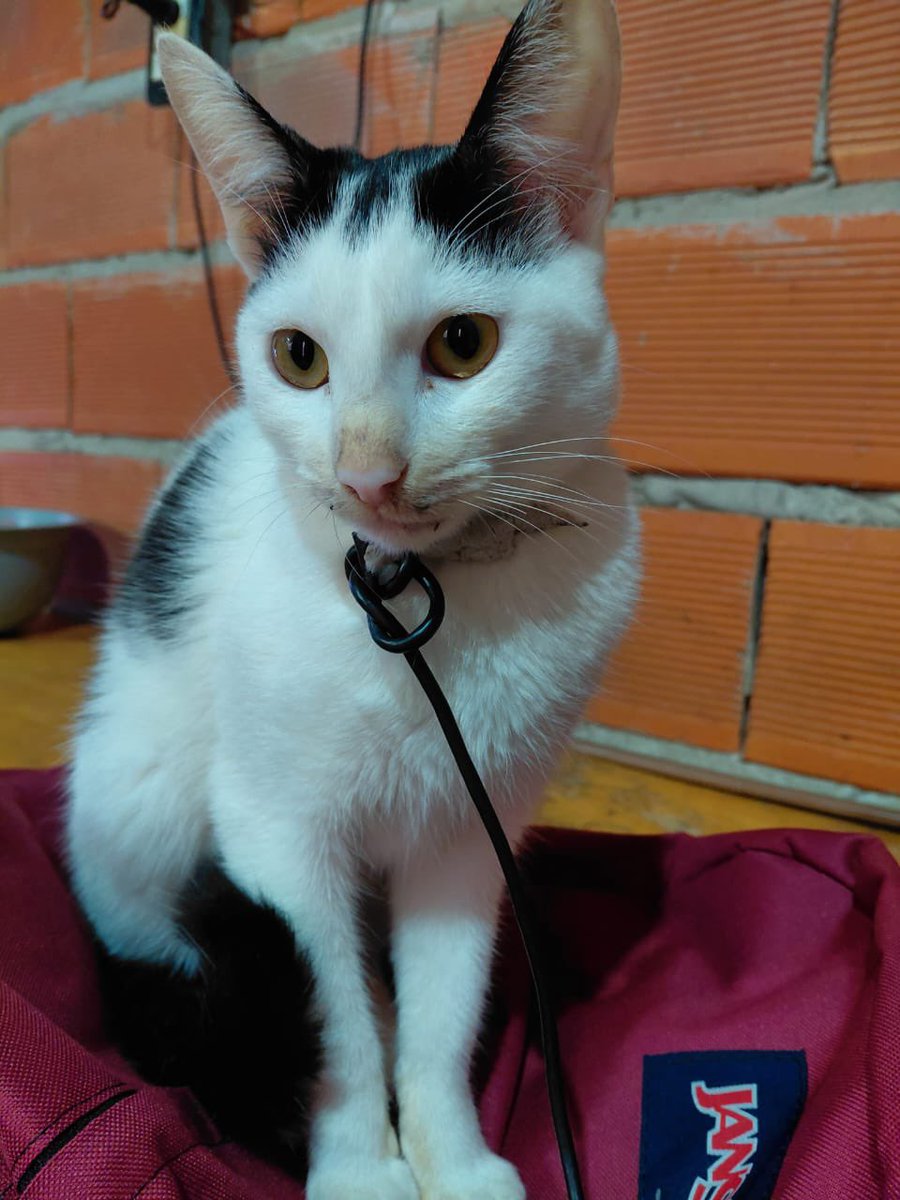 𝓜𝓮𝓵𝓲𝓷𝓪 tweet media