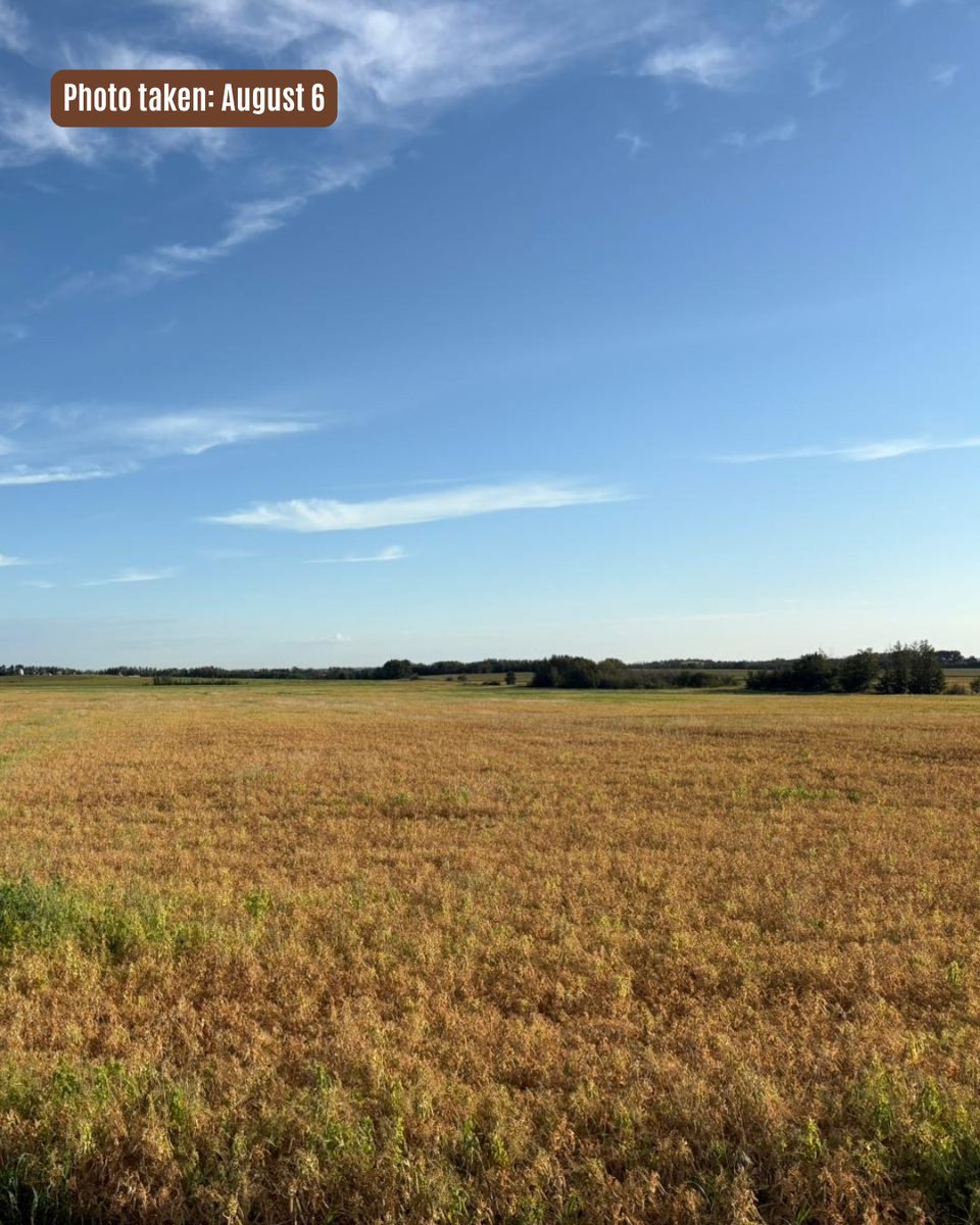 cashchem's tweet photo. Our crew is out in the field, staging crops and keeping busy with pre-harvest applications. 🌱
Got questions or need a hand? Call us at 1(866)-372-9120.
#preharvest #fieldscouting #albertaharvest #albertafarmers https://t.co/Idr00FR0v2