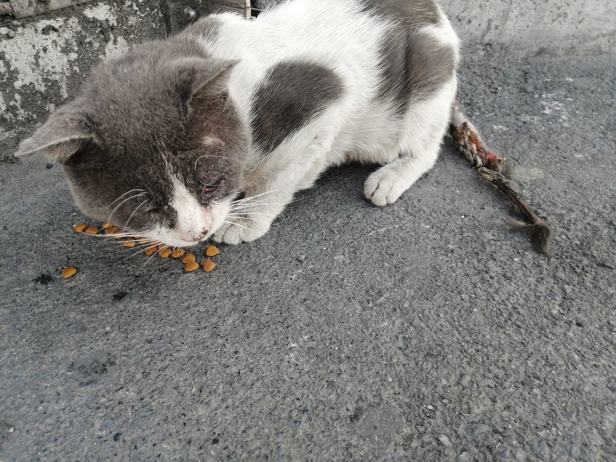 Sevgili Belediyem, bu kedi Z.burnu metro istasyonunun daimi kedilerinden biridir.
Bir kaza geçirmiş, durumu hiç iyi değil.
Tam istasyonun çıkışından metrobüse döndüğümüz üstgeçitte duruyor.
Müdahale edebilir miyiz acaba ?
<a href="/zeytinburnubld/">Zeytinburnu Belediyesi</a>