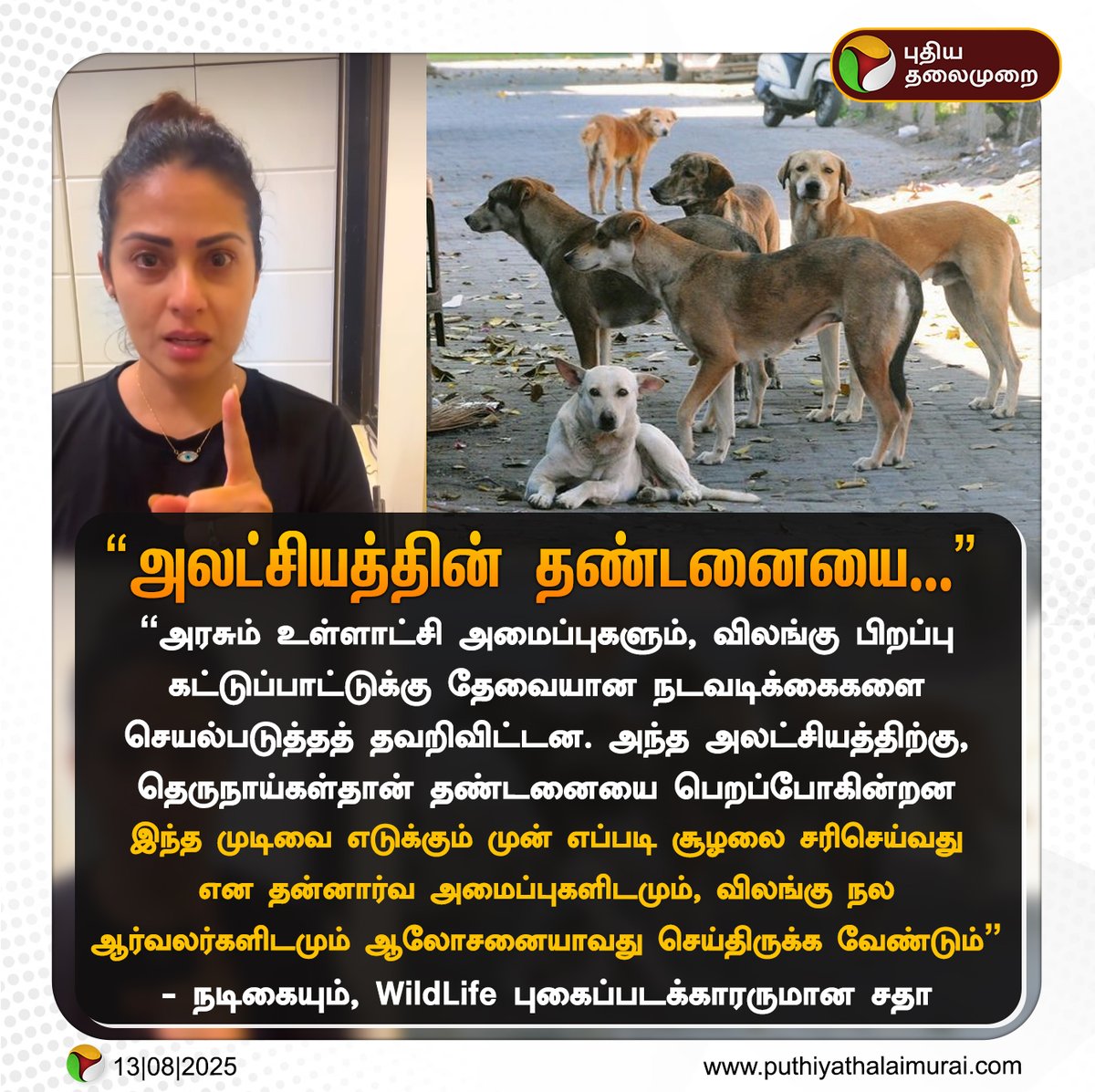 PttvNewsX's tweet photo. “அலட்சியத்தின் தண்டனையை தெருநாய்கள் பெறப்போகிறது” - சதா
#SadaaSayed | #Sadaa | #WildLifePhotographer | #StrayDogs https://t.co/VzESEoFeo0