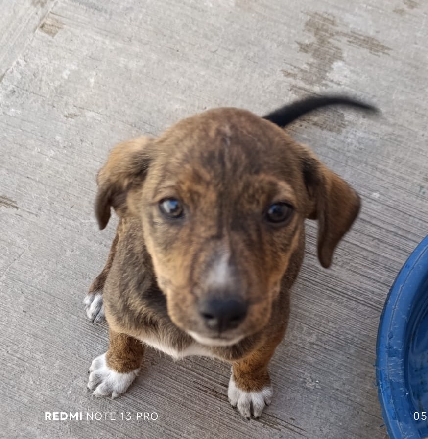 cuentaconmigo01's tweet photo. Adopta y salva 2 vidas, la del perro adoptado y la del que ocupará su lugar en el hogar temporal. 🐾❤️
#GranBodega @PurinaMX @cloralexfamilia @Grupo_Grisi y  @cuentaconmigo01 te esperamos con grandes sorpresas. 🥳🥳🥳 https://t.co/UTNdzi0kPb