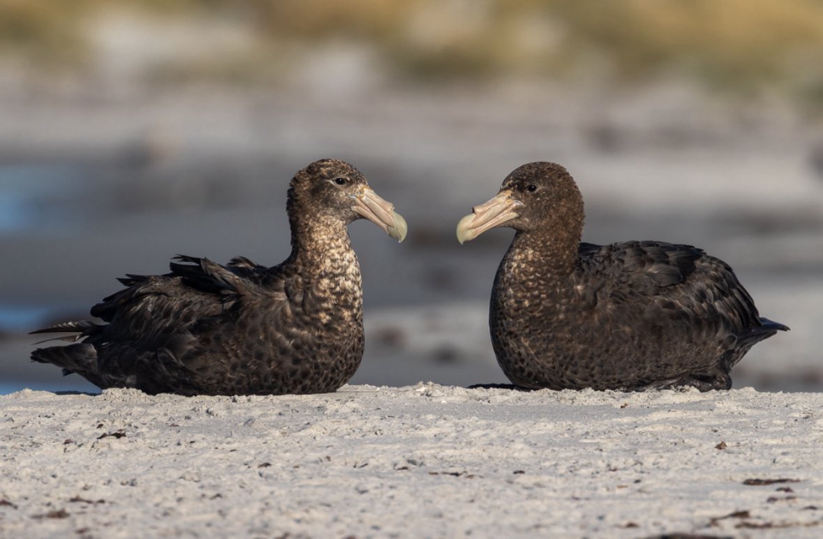 ¿Sabías que las Islas Falkland son el hogar del 40% de la población del petrel gigante antártico? 🧐
Con sus dos metros de envergadura, este protagonista de nuestras costas no pasa desapercibido, y vuelve cada septiembre para tener crías. 

💡 Un dato curioso de <a href="/FI_Conservation/">Falklands Conservation</a>: