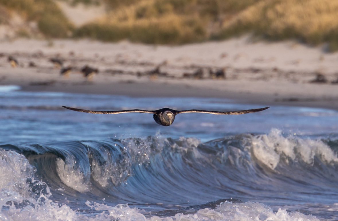 Falklands de Cerca tweet media