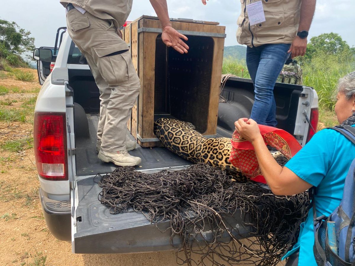 SolisInforma's tweet photo. 🐆 Un jaguar en abandono y cautiverio fue rescatado en #Cintalapa por la Fiscalía Ambiental, @PROFEPA_Mx y @SEDENA_MEX .
Fue trasladado al #Zoomat para su resguardo y cuidado. https://t.co/Y8Xa6S4UON