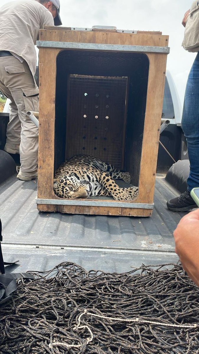 SolisInforma's tweet photo. 🐆 Un jaguar en abandono y cautiverio fue rescatado en #Cintalapa por la Fiscalía Ambiental, @PROFEPA_Mx y @SEDENA_MEX .
Fue trasladado al #Zoomat para su resguardo y cuidado. https://t.co/Y8Xa6S4UON